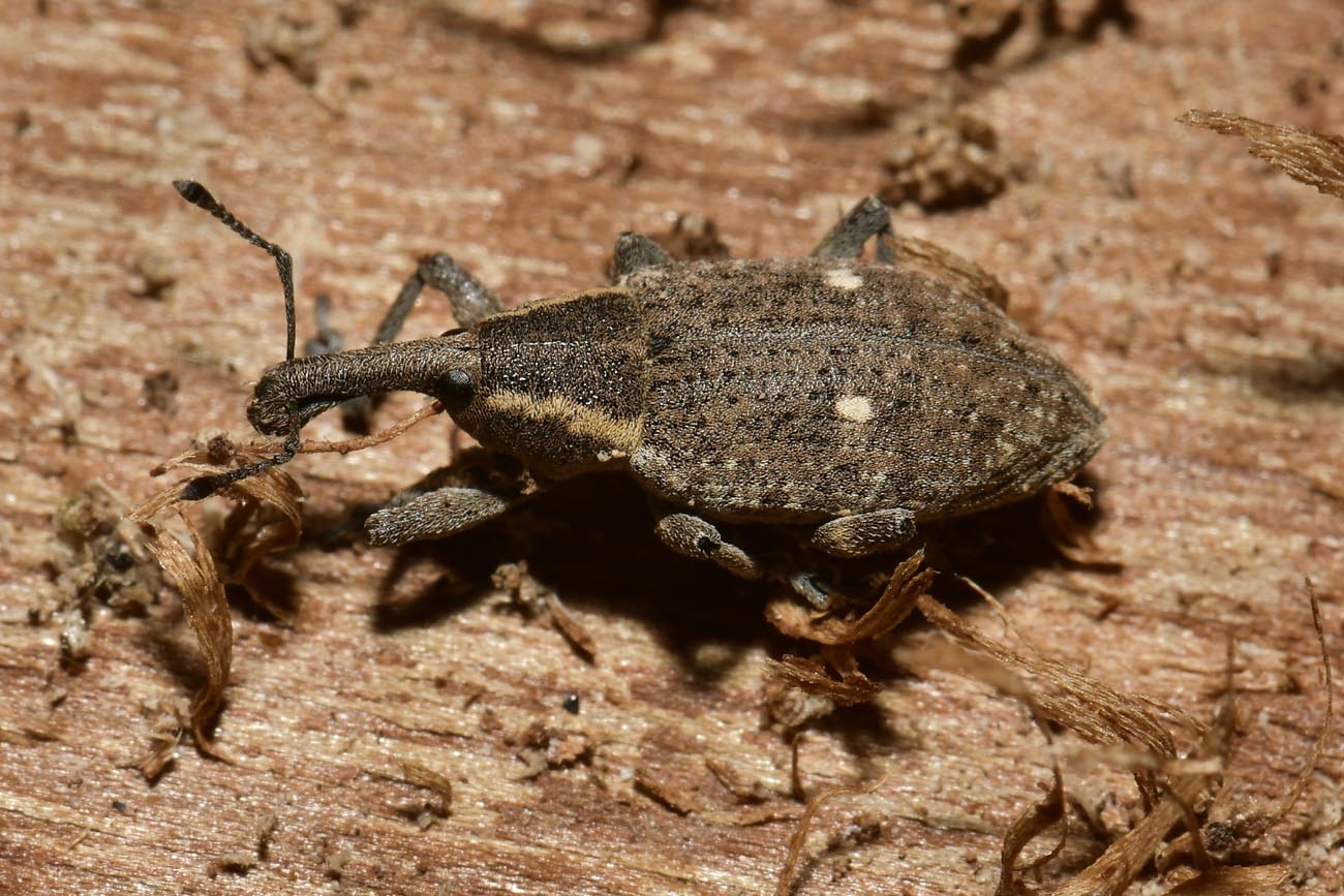 Curculionidae: Lepyrus palustris?